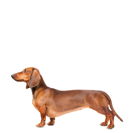 Obrázok FURMINATOR Vyčesávacie hrablo S pre malé plemená psov s krátkou srsťou 1 ks (2)