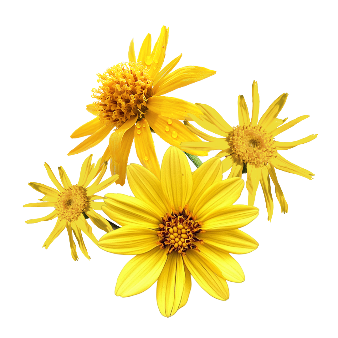 Obr&aacute;zok BOIRON Arnica montana CH9 4&nbsp;g (12)