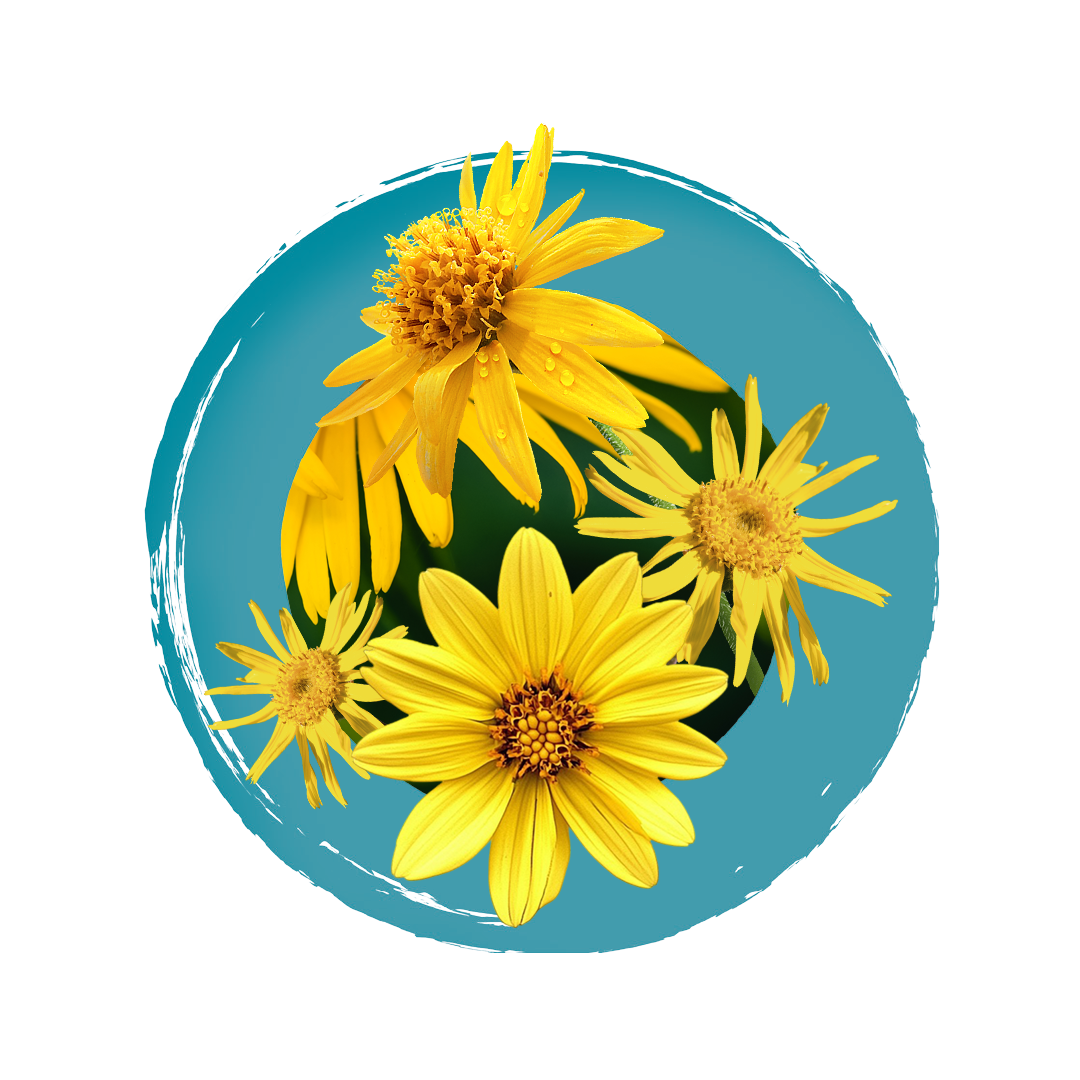 Obr&aacute;zok BOIRON Arnica montana CH9 4&nbsp;g (11)