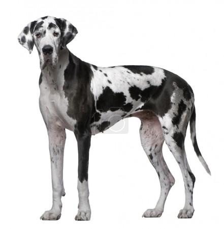 Obrázok FURMINATOR Vyčesávacie hrablo XL pre obrie plemená psov s krátkou srsťou 1 ks (2)
