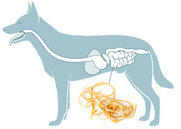Obrázok CANIVERM Perorálna pasta pre psy a mačky 4 ml