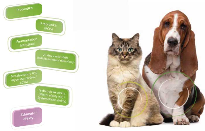 Obrázek WEPHARM WeBiotic Fast pro velká plemena psů 30 ml (2)