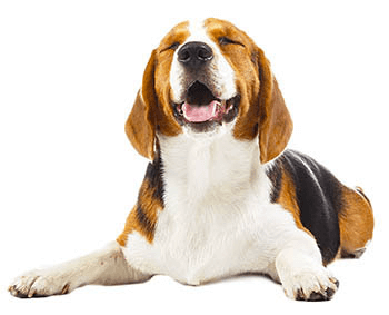 Obrázok ADAPTIL obojok 45 cm