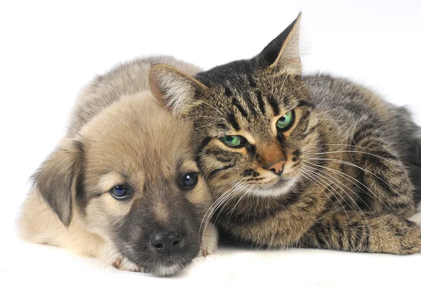 Obrázok FURMINATOR Dual Brush obojstranná kefa pre psov a mačky 1 ks