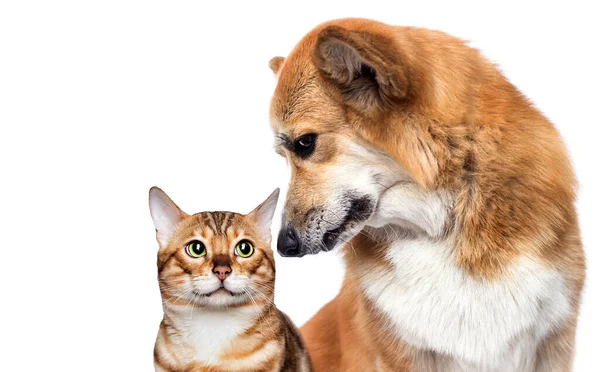 Obrázok TRIXIE Nožnice efilačné obojstranné pre psov a mačky 18 cm