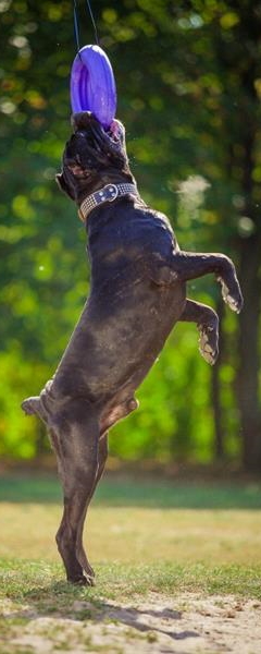 Obrázok PULLER Tréningová pomôcka pre psov maxi priemer 30 cm 1 ks