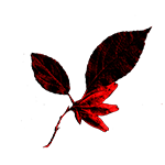 Obrázok CEMIO RED3 60 kapslí (7)