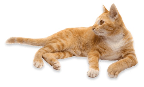 Obr&aacute;zok ARAVA Hypoalerg&eacute;nny &scaron;amp&oacute;n pre psov a mačky 400 ml