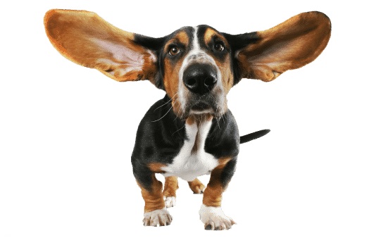 Obr&aacute;zok ARAVA Bylinn&yacute; &scaron;amp&oacute;n Blchy a klie&scaron;te pre dospel&yacute;ch psov 400 ml