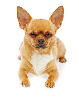 Obr&aacute;zok FURMINATOR Vyčes&aacute;vacie hrablo XS pre veľmi mal&eacute; plemen&aacute; psov s kr&aacute;tkou srsťou 1 ks (2)