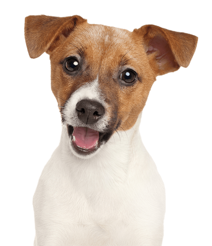 Obrázok ARPALIT NEO sprej s mechanickým rozprašovačom pre psov 150 ml