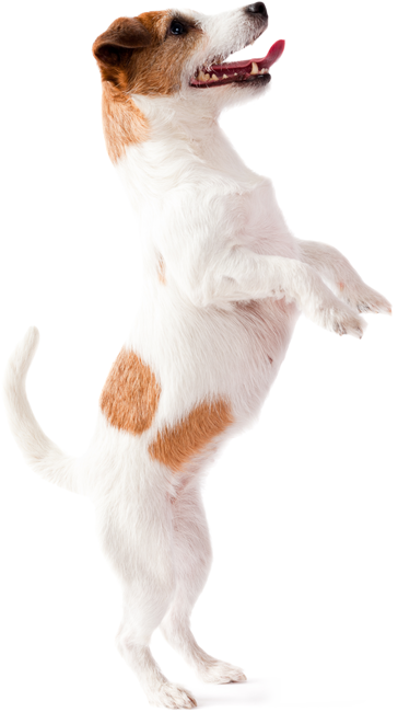 Obrázok CANVIT Probio pre psov prášok 100 g