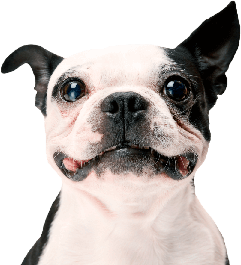 Obr&aacute;zok QUATTRO Dry SB Puppy/Mother Kačica granule pre psov 1,5 kg