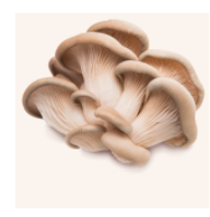 Obrázok TEREZIA Hliva ustricovitá + lactobacily 60+60 kapsúl ZDARMA