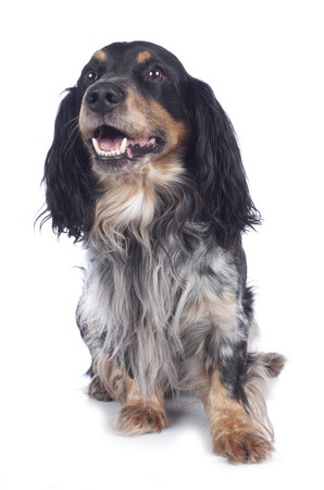 Obrázok MEDIVET Šampón proti šupinateniu a svrbeniu kože pre zvieratá 100 ml (2)