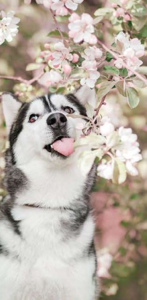 Obr&aacute;zok ZOLUX H&aacute;racie nohavičky čierne 1 ks