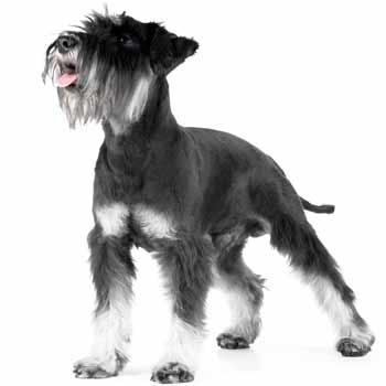 Obr&aacute;zok FURMINATOR Vyčes&aacute;vacie hrablo M pre stredn&eacute; plemen&aacute; s kr&aacute;tkou srsťou 1 ks (2)