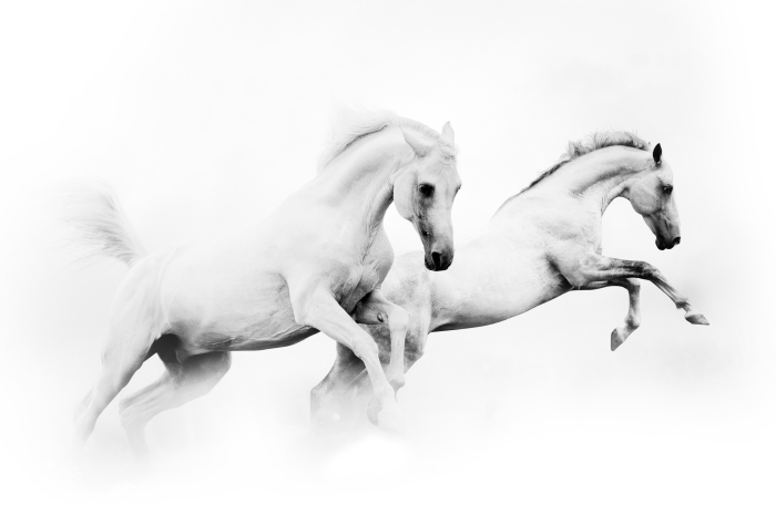 Obrázok FURMINATOR Equine vyčesávacie hrablo pre kone 1 ks (2)