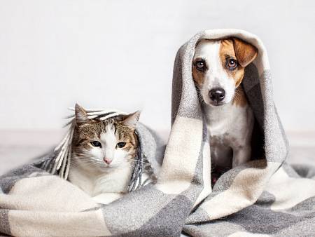 Obrázok FURMINATOR kefa Bathing Brush pre psov a mačky 1 ks