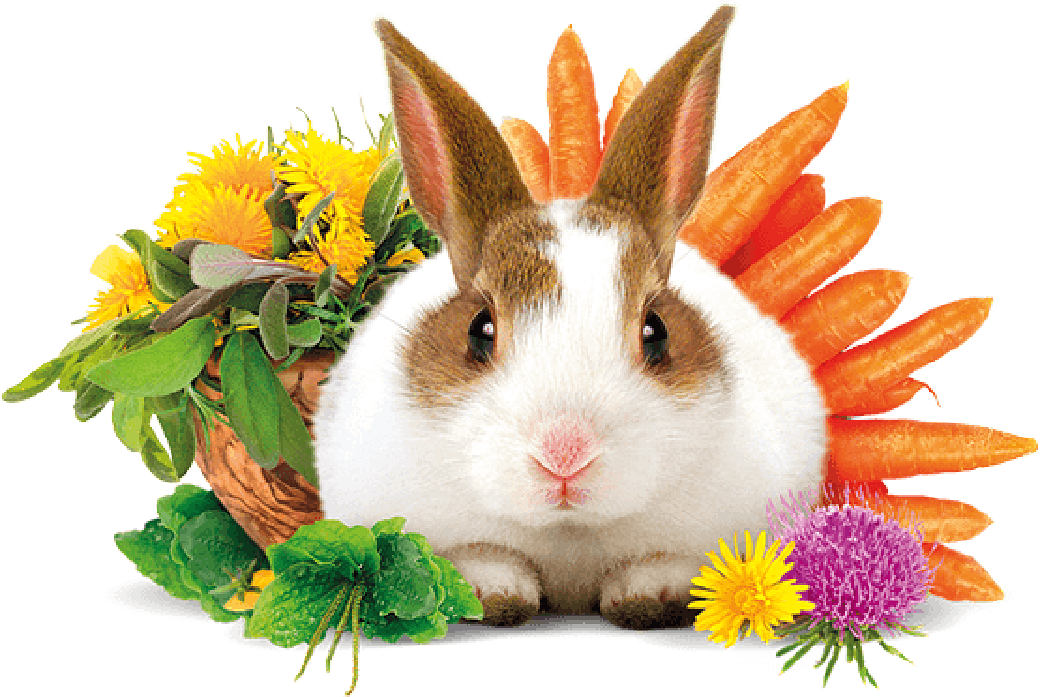 Obrázok BRIT Animals rabbit adult complete krmivo pre králiky 3 kg