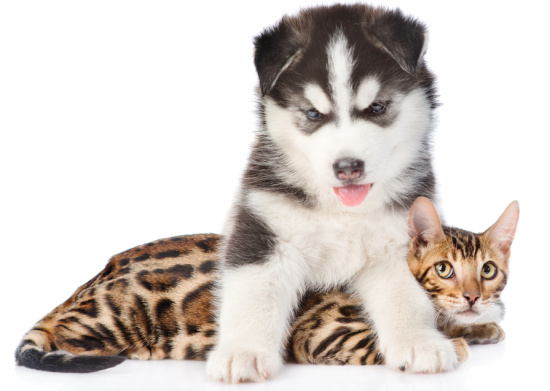 Obrázok FURMINATOR Curry Comb kefa masážna pre psov a mačky 1 ks